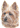 hundi