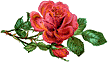 rose rose