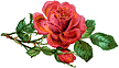 rose