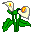 calla calla